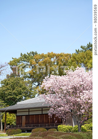 Japanese-style mansion and cherry blossoms 98039569