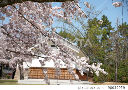 Castle and cherry blossoms 98039959