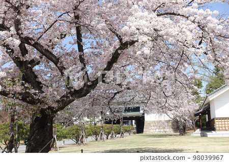 城堡和櫻花 98039967