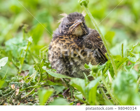 A fieldfare chick, Turdus pilaris, has left the nest and sitting on the spring lawn. A fieldfare chick sits on the ground and waits for food from its parents. A fieldfare chick, Turdus pilaris, has left the nest and sitting on the spring lawn. A fieldfare chick sits on the ground and waits for food from its parents. 98040314