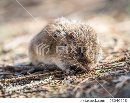 A closeup of a Common vole, Microtus arvalis, on the ground with a blurry background A closeup of a Common vole, Microtus arvalis, on the ground with a blurry background 98040328