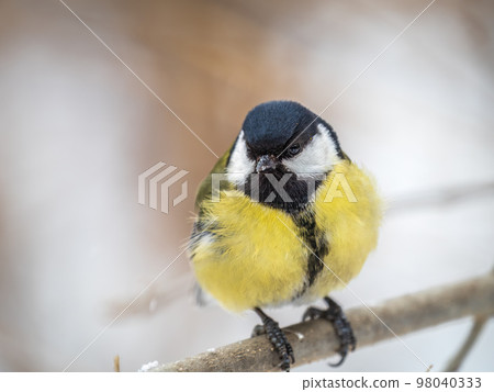 Cute bird Great tit, songbird sitting on a branch without leaves in the autumn or winter. 98040333