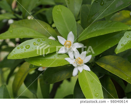 Hirami Lemon (Shikwasa) white flower 98040614