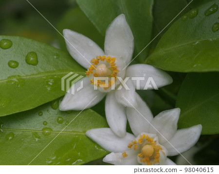 平見檸檬 (Shikwasa) 白花 平見檸檬 (Shikwasa) 白花 98040615