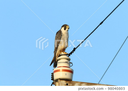 Peregrine Falcon Bird of Prey 98040803