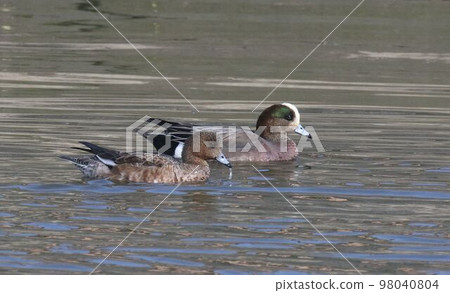 美國wigeon雜種 98040804