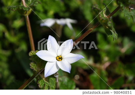 哈納尼拉（哈納） 98040851