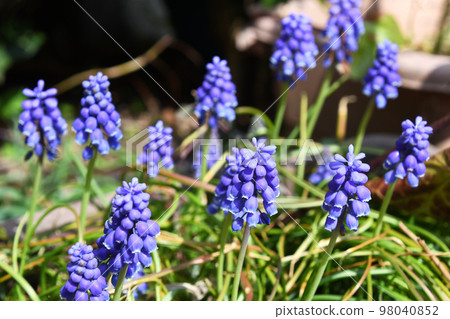 Muscari · Armenian cam 98040852