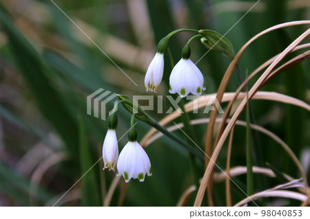Snowflake flowers Snowflake flowers 98040853