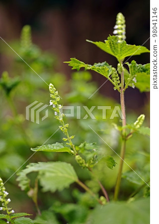 藍紫蘇花宏觀攝影，垂直構圖分枝 98041146