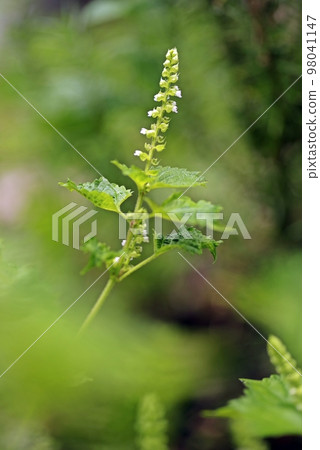 藍紫蘇花的宏觀攝影，垂直構圖中的花特寫 98041147