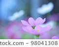 Cosmos 98041308