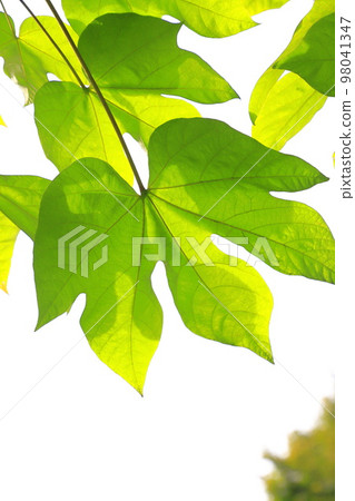 大綠色泡桐樹葉和種子 98041347