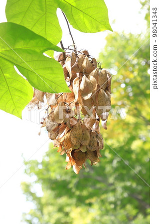 大綠色泡桐樹葉和種子 大綠色泡桐樹葉和種子 98041348