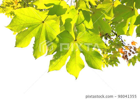 Large green paulownia leaves and seeds 98041355