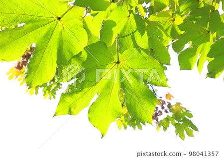 大綠色泡桐樹葉和種子 98041357