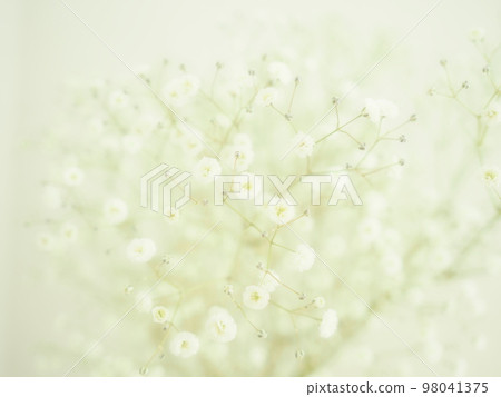 Gypsophila close-up, indoors 98041375
