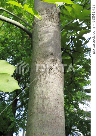 Green trunk of Aogiri Green trunk of Aogiri 98041418