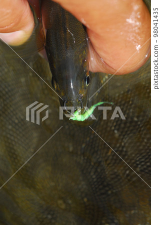 香魚釣魚朋友釣魚誘餌花館 香魚釣魚朋友釣魚誘餌花館 98041435