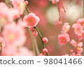 Weeping plum blossoms in full bloom at Kitano Tenmangu Shrine 98041466