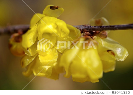 臘梅花微距攝影,左花瓣特寫 臘梅花微距攝影,左花瓣特寫 98041520