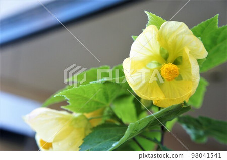 Yellow flower 98041541
