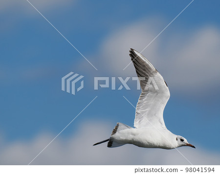 One black-headed gull, flight One black-headed gull, flight 98041594