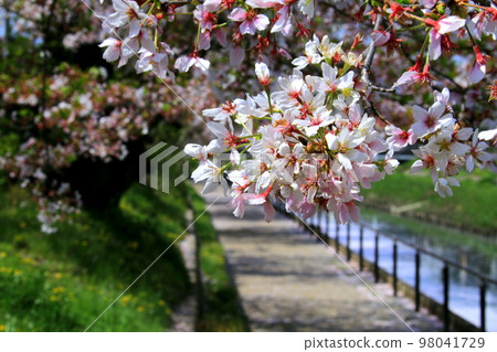 Cherry Blossom	 98041729