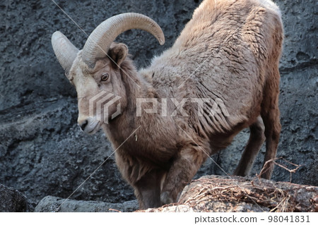 Okinawa sheep Okinawa sheep 98041831