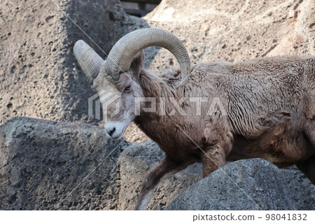 Okinawa sheep Okinawa sheep 98041832
