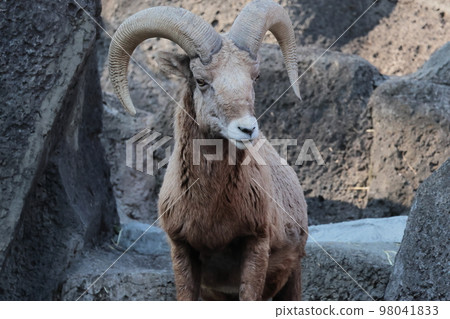 Okinawa sheep 98041833