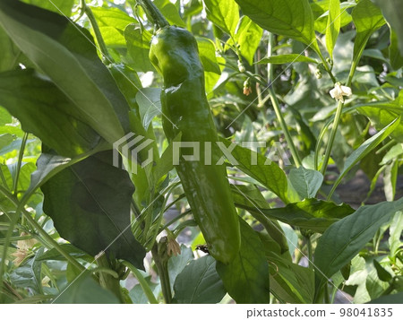 不辣/甜美人1 98041835