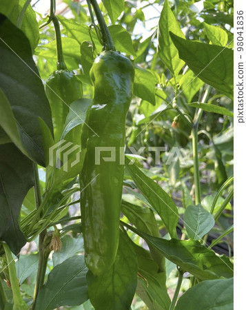 Non-Spicy Pepper / Sweet Beauty 2 98041836