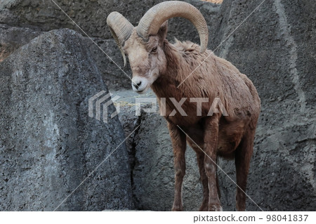 Okinawa sheep 98041837