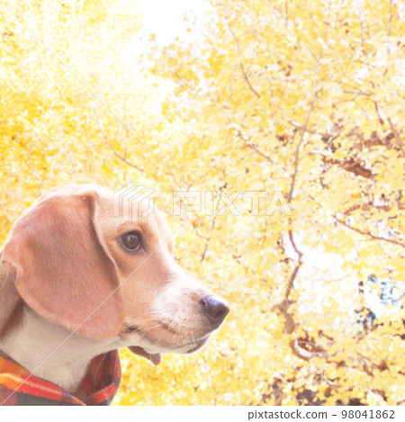 Gingko tree and beagle dog Gingko tree and beagle dog 98041862