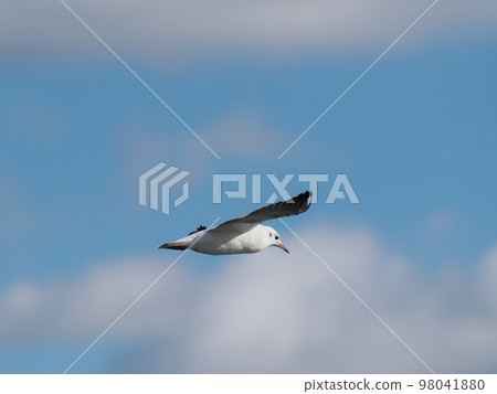 One black-headed gull, flight One black-headed gull, flight 98041880