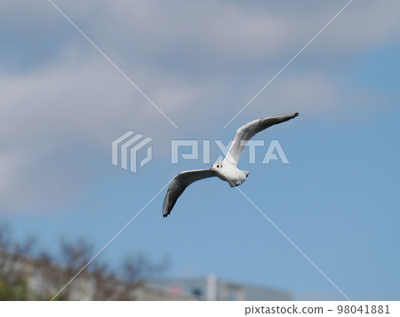 One black-headed gull, flight One black-headed gull, flight 98041881