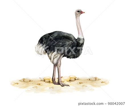 Ostrich on the ground. Watercolor illustration. Hand drawn realistic Africa wildlife big bird. Realistic single ostrich bird standing on the ground element. White background Ostrich on the ground. Watercolor illustration. Hand drawn realistic Africa wildlife big bird. Realistic single ostrich bird standing on the ground element. White background 98042007