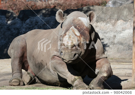 Japanese cypress Japanese cypress 98042008