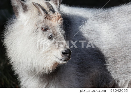 Japanese serow Japanese serow 98042065