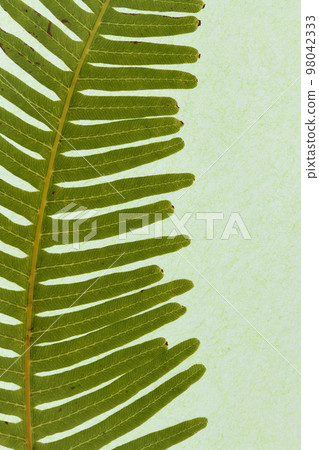 Koshida(小蕨類植物)葉子和葉脈 Koshida(小蕨類植物)葉子和葉脈 98042333