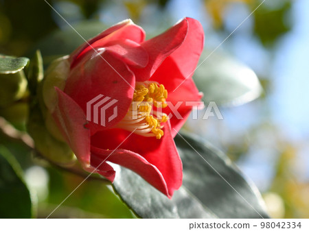 山茶花 山茶花 98042334