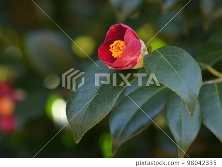 山茶花 山茶花 98042335