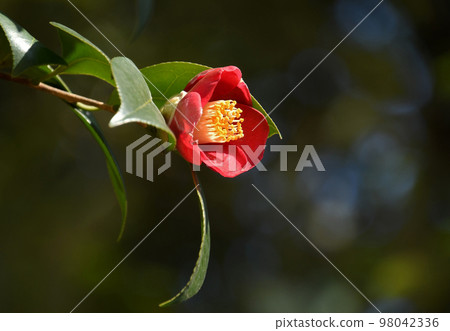 山茶花 山茶花 98042336
