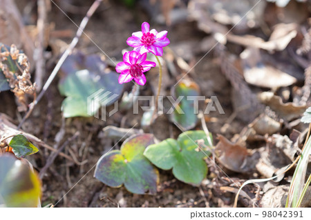 Snowgrass flower Snowgrass flower 98042391