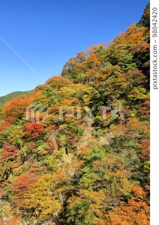 埼玉縣秩父市大瀧 奧秩父市荒川沿岸堺街道卡坂道旁落川橋附近的秋葉 98042420