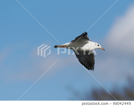 black-headed gull, one, flight black-headed gull, one, flight 98042449