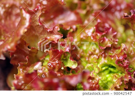 Macro photography of vegetables that grow even in winter, emphasizing the mystery of sunny lettuce leaves Macro photography of vegetables that grow even in winter, emphasizing the mystery of sunny lettuce leaves 98042547