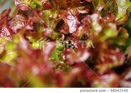 Macro photography of vegetables that grow even in winter, emphasizing the leaf veins of sunny lettuce Macro photography of vegetables that grow even in winter, emphasizing the leaf veins of sunny lettuce 98042548