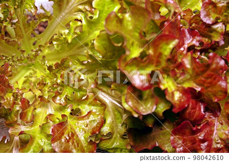 Shooting vegetables that grow even in winter with a standard zoom, two kinds of sunny lettuce Shooting vegetables that grow even in winter with a standard zoom, two kinds of sunny lettuce 98042610
